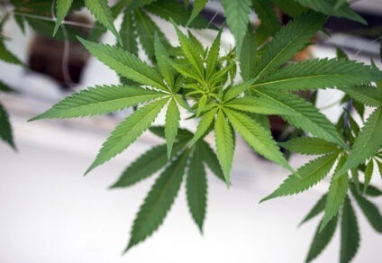 marijuana laws for employers